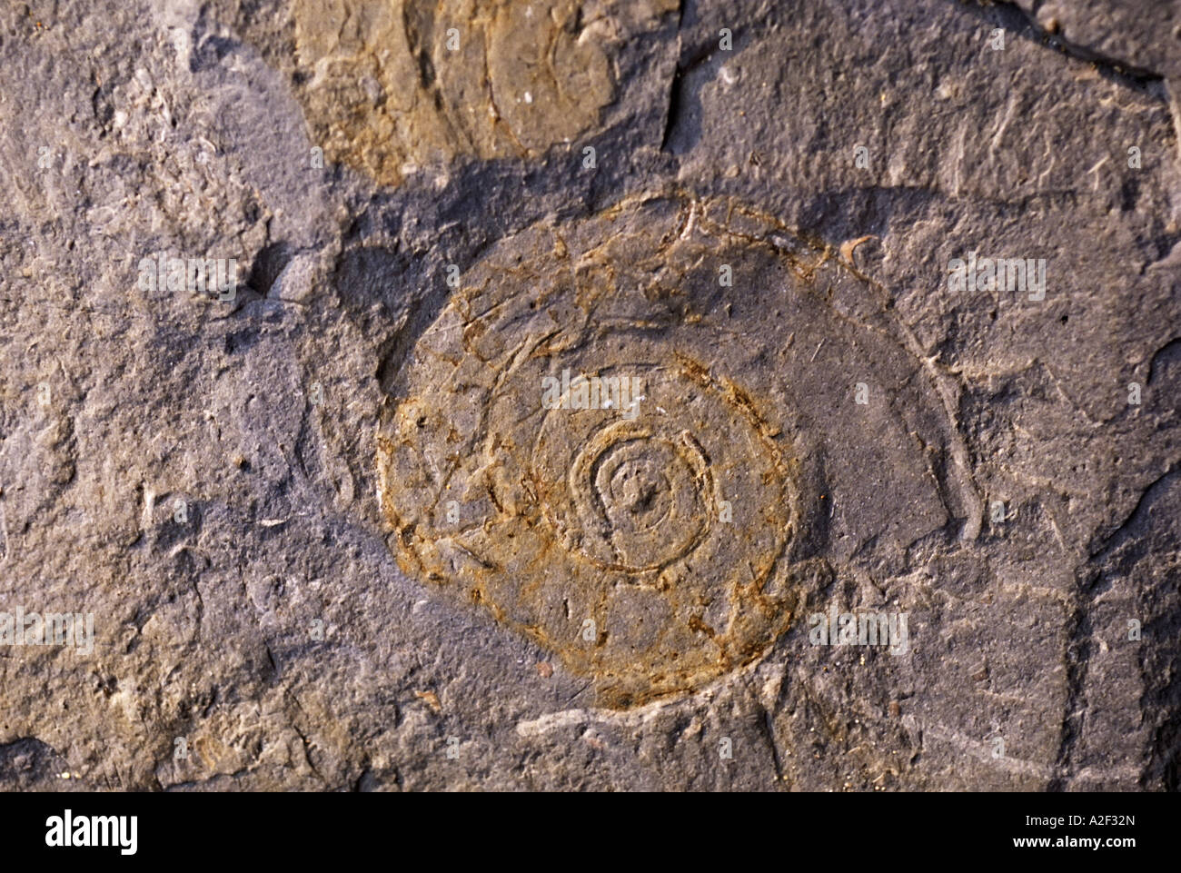 Fossile Psiloceras Planorbis von Planorbis zone unteren Lias Jurassic Ära Lavernock Punkt Glamorgan Wales UK Stockfoto