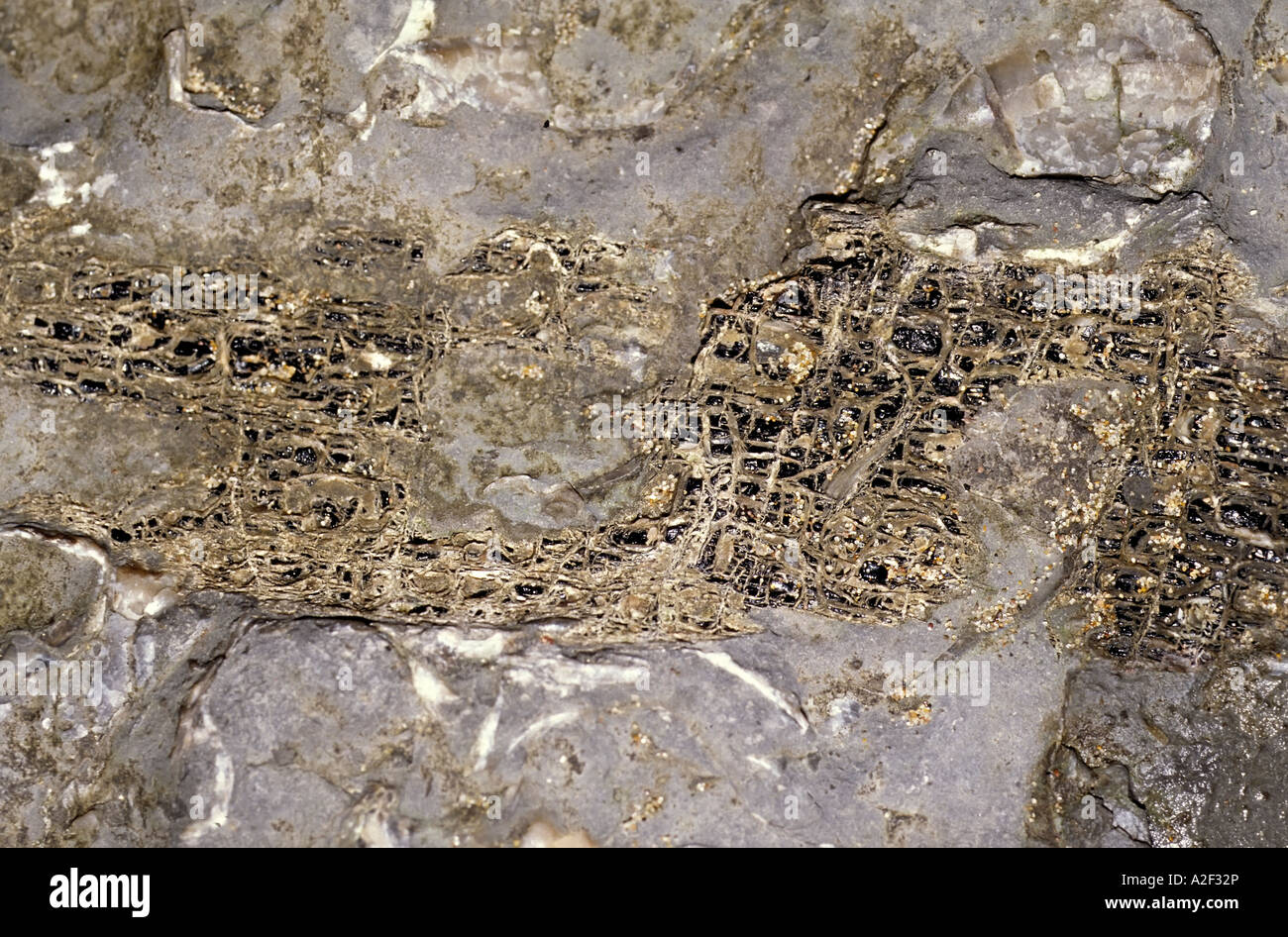 Fossiles Holz, das mit internen Struktur in den unteren Lias Jurassic Felsen am Meeresufer Lavernock Punkt Glamorgan Wales UK Stockfoto