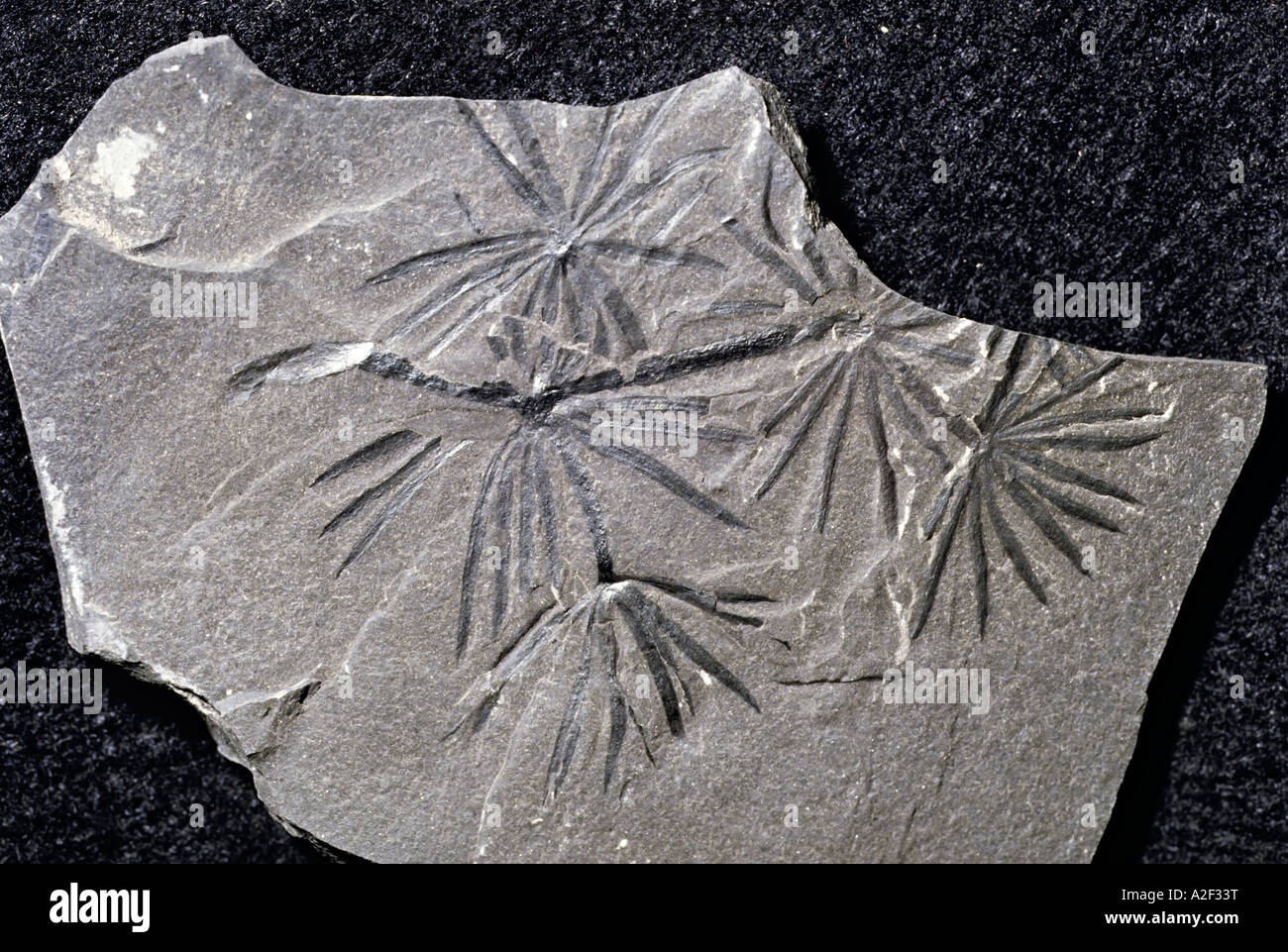 Fossile Pflanzen Farne Stockfoto