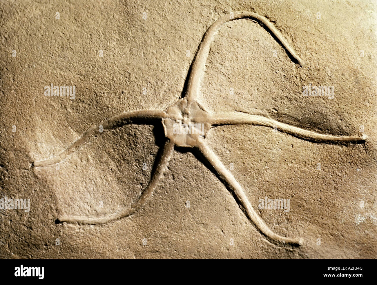 Brittlestar Seestern fossilen Stockfoto
