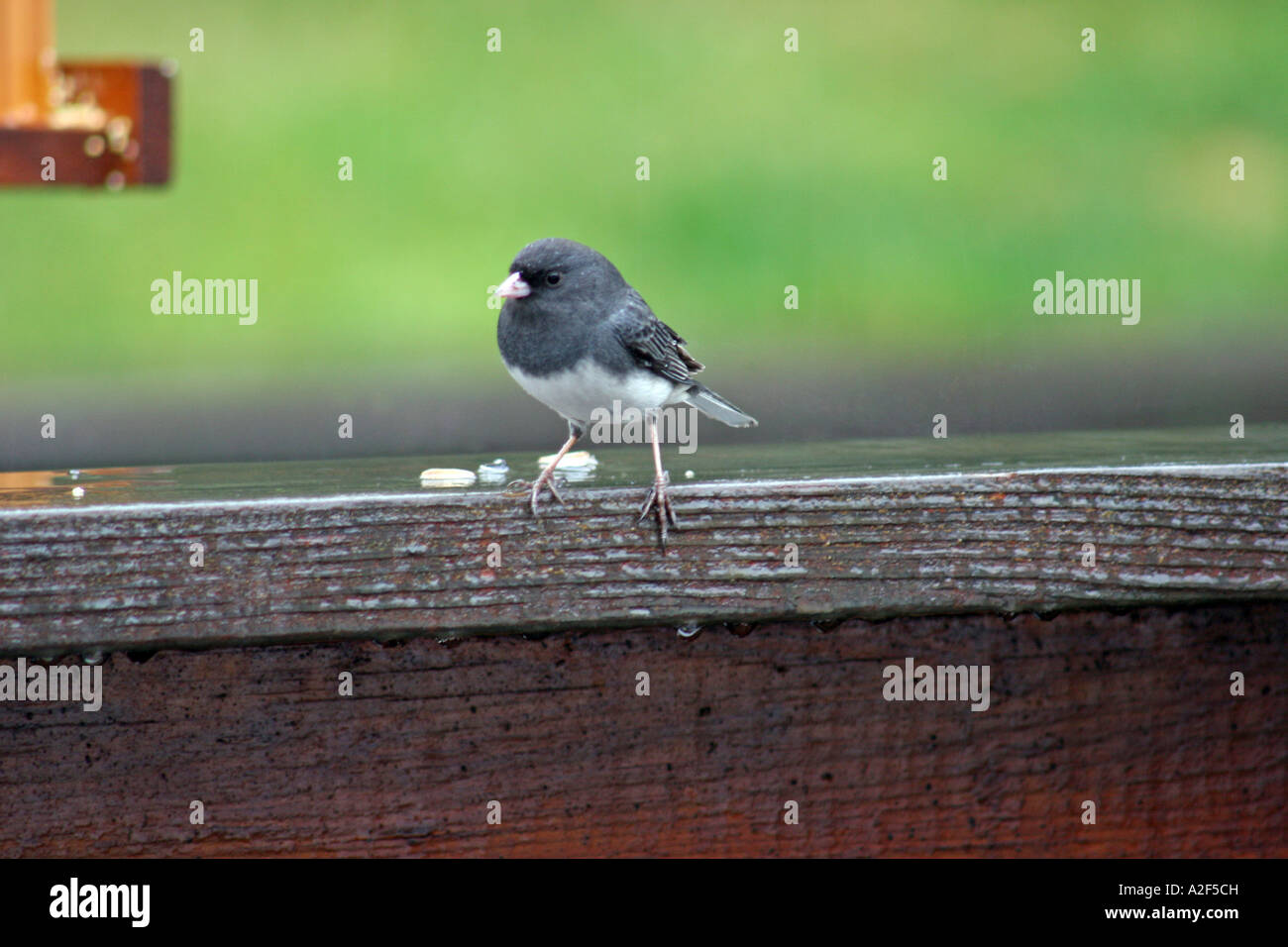 Dunkel-gemustertes Junco männlich stehend auf der Schiene in der Nähe von Vogelhäuschen Stockfoto