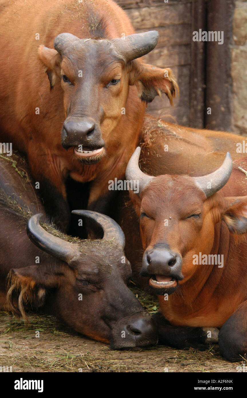 Afrikanische Wald Büffel (Syncerus Caffer Nanus) in Dvur Kralove Zoo in Ostböhmen, Tschechien. Stockfoto