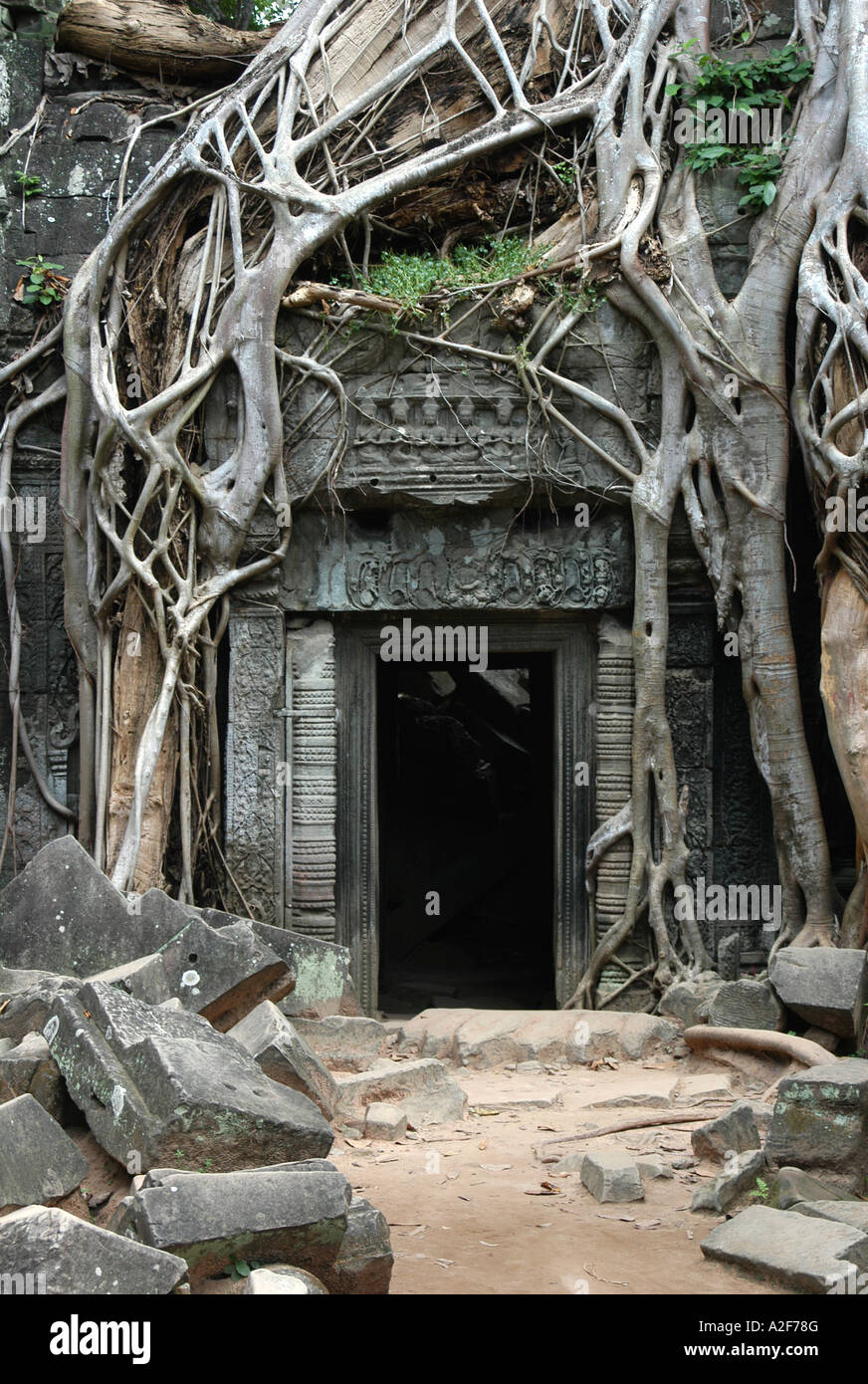 Überwucherten Ruinen von Ta Prohm Tempel in Angkor Gebiet in der Nähe von Siem Reap, Kambodscha Stockfoto