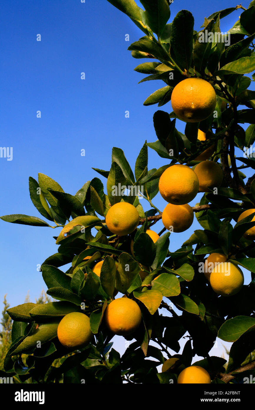 Limes auf einem Baum vor blauem Himmel Stockfoto