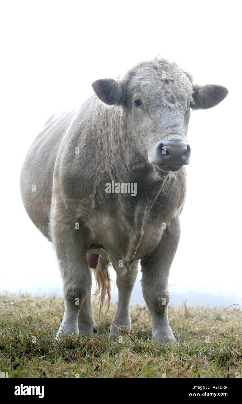 Ein Charolais Rind Zucht Stier im Nebel Stockfoto