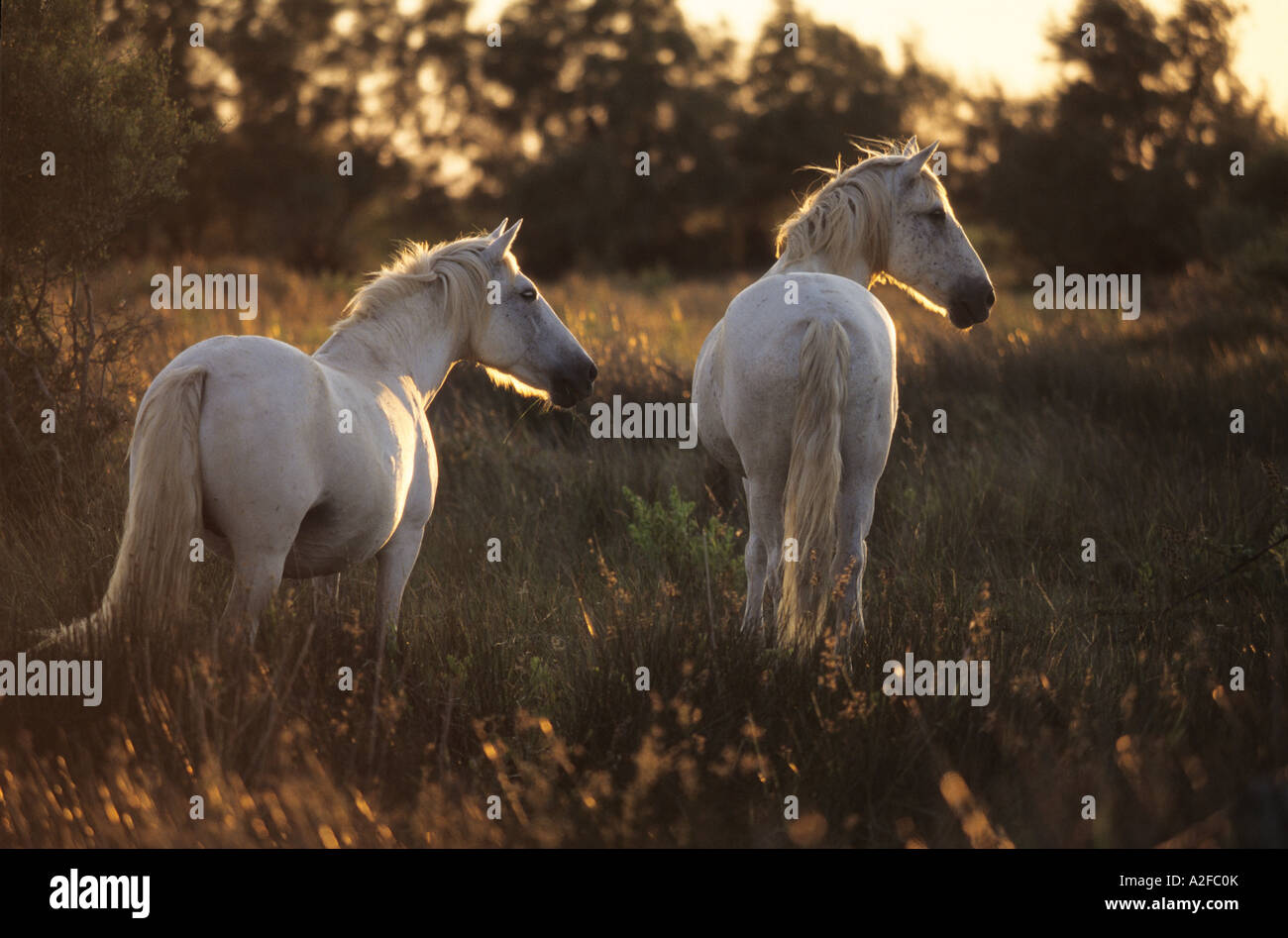 zwei weiße Pferde in der Dämmerung Camargue-Pferd Stockfoto