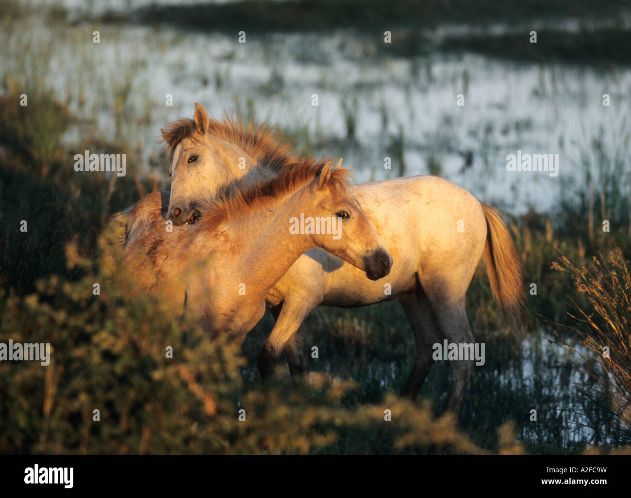 zwei Fohlen spielen Camargue-Pferde Stockfoto