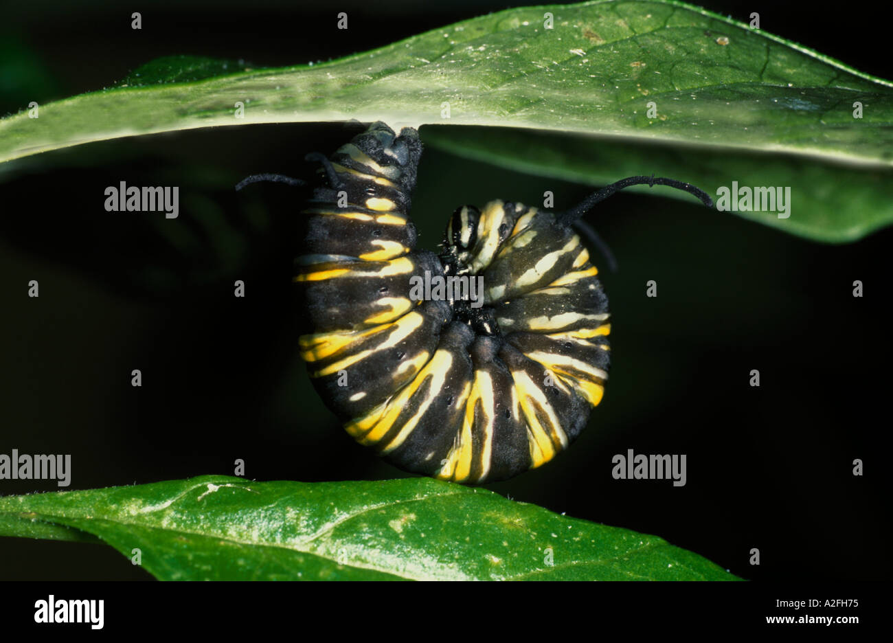 Caterpillar Monarch butterfly Danaus Plexippus hängenden bereit, USA verpuppen Stockfoto