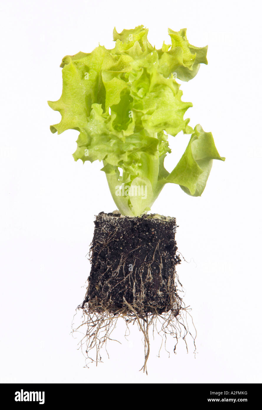 Grün-Lollo-Lattuce Sämling Stockfoto