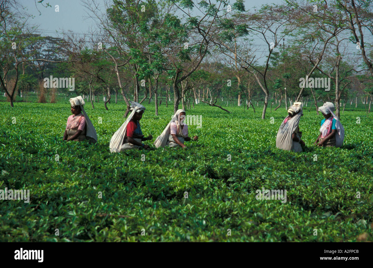 Eine Teeplantage in Darjeeling Himalaya Indien Stockfoto