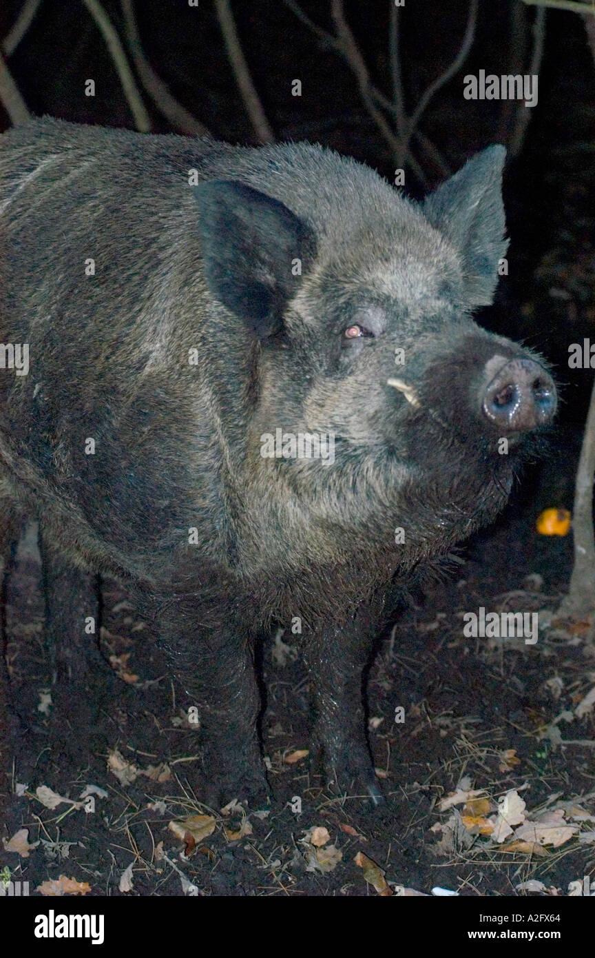 Wildschweine sind im Süden von England recolonising Stockfoto