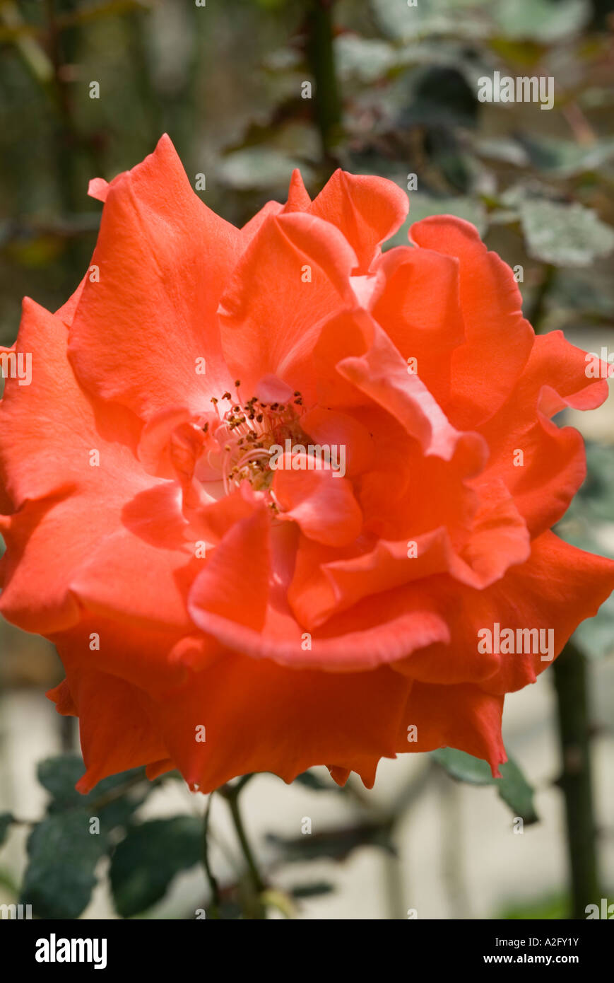 Nahaufnahme von Rosen Stockfoto