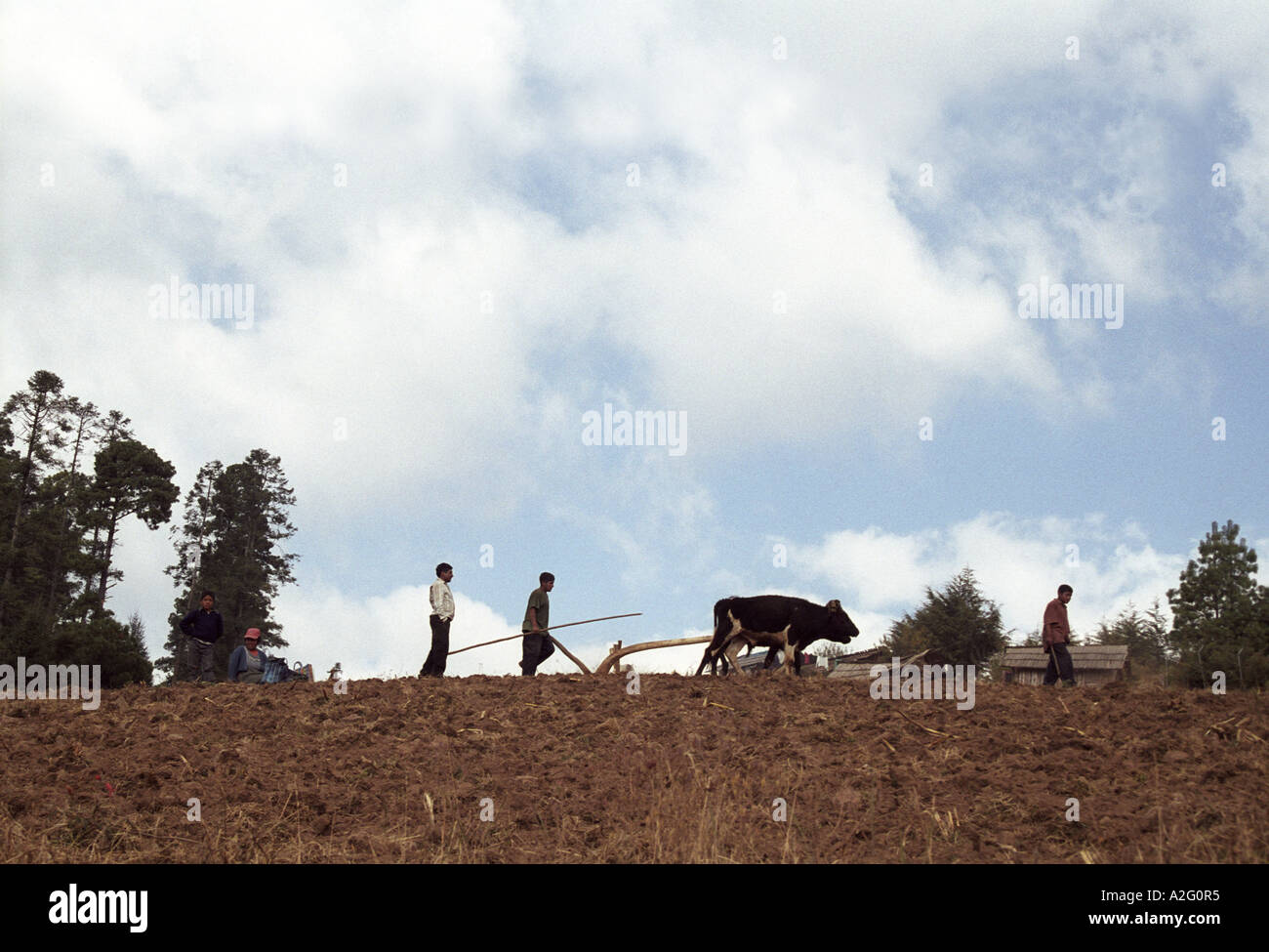 Traditionelle landwirtschaftliche Methoden bei der Arbeit in den Bergen in der Nähe von Angangueo Stockfoto