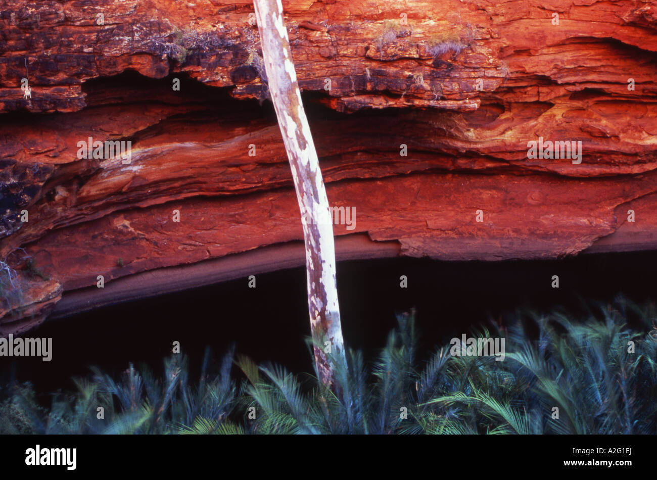 Detail des Garten Eden am Kings Canyon Watarrka National Park Northern Territory Australien Stockfoto