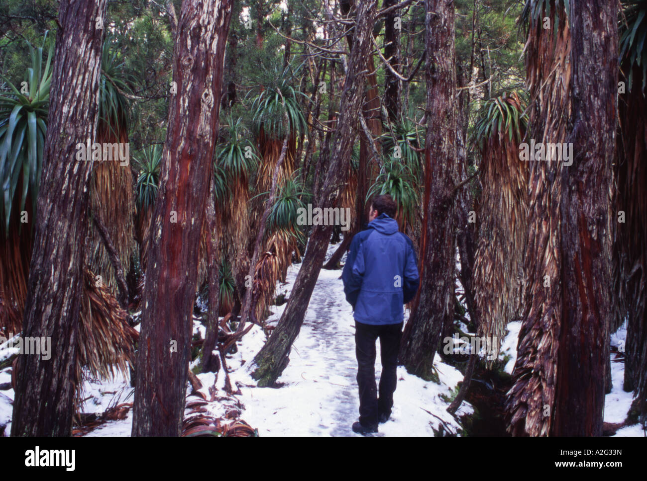 Walker, ein Spaziergang durch Pandani Grove im Winter Mt Field National Park Tasmanien Australien Stockfoto