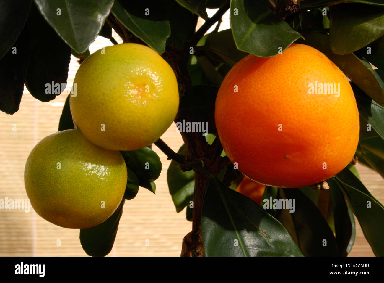 Neuen Orangen wachsen. Stockfoto