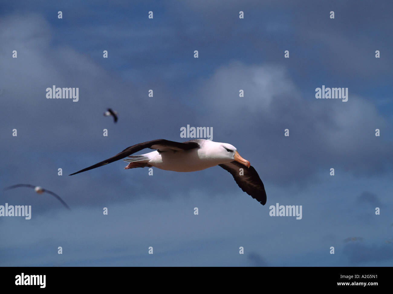 Black-browed Albatros (Diomedea Melanophris) im Flug Stockfoto