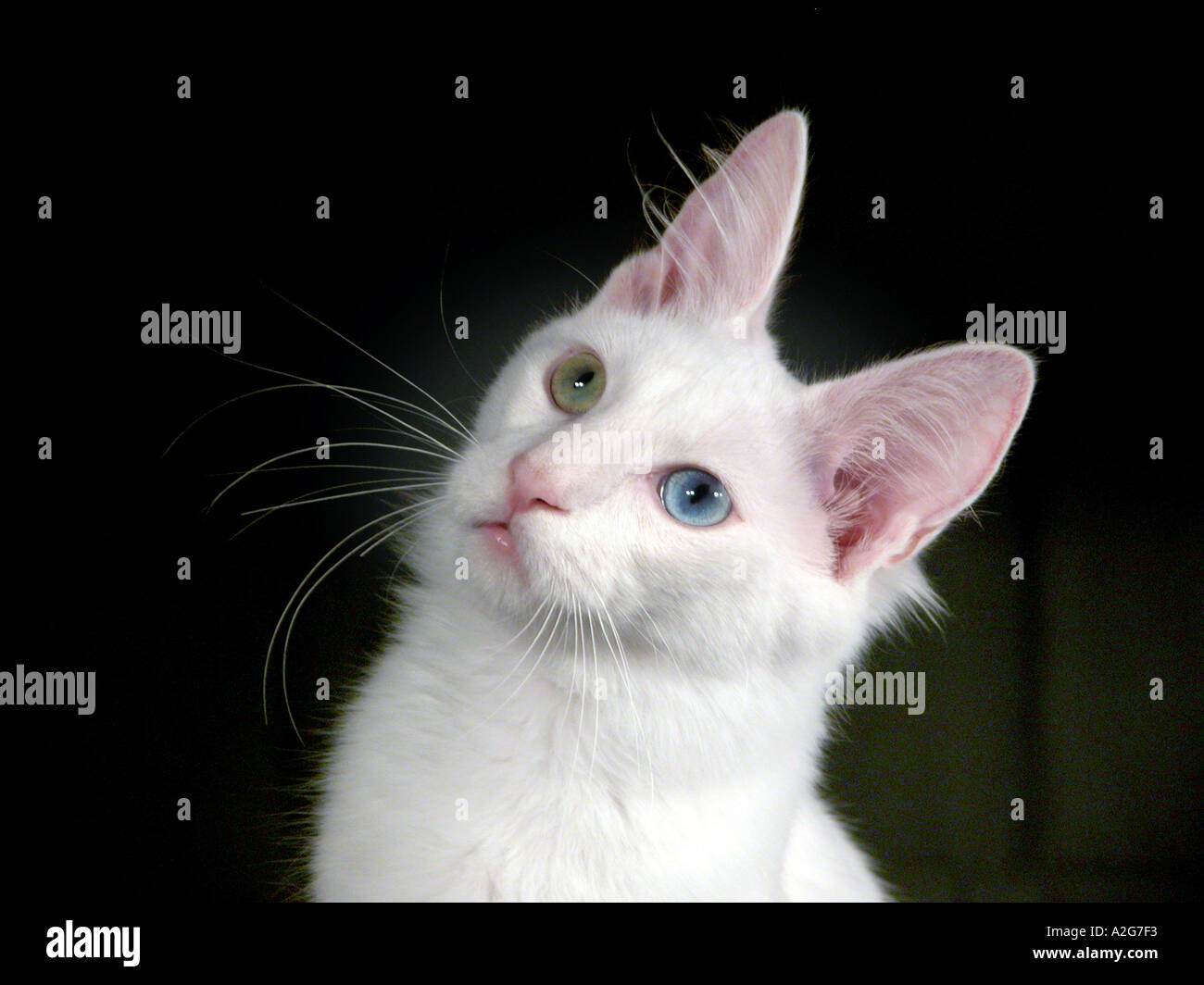 Türkische Angora-Rasse der Katze mit zwei verschiedenen Augen und die taub war, aber eine großartige Katze, während Katzen gehen Stockfoto