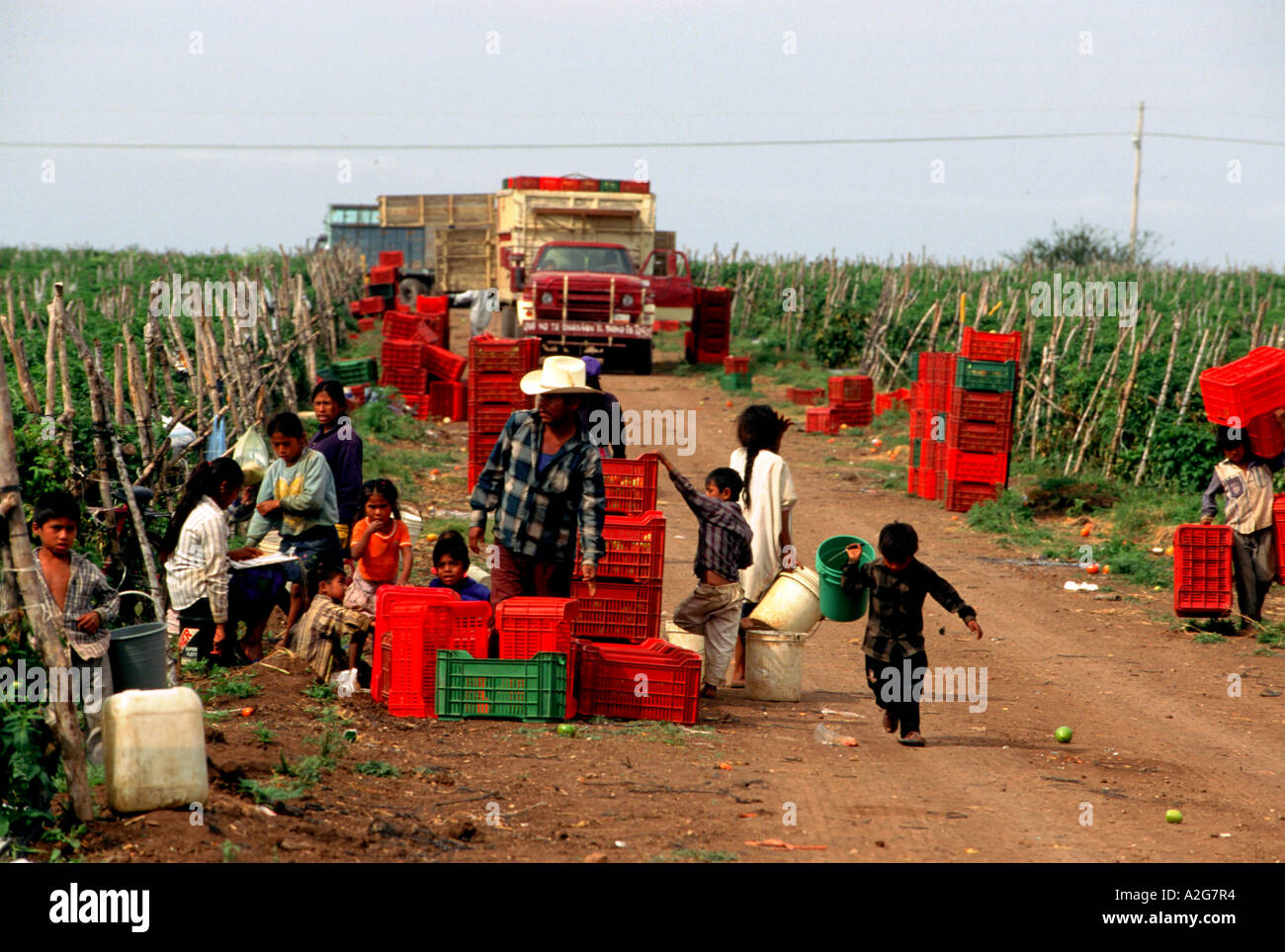 Mexiko, Sinaloa, Tayolita-Elota, Nordamerika. Indigene Familien Ernten  Tomaten auf riesigen Plantagen Küsten Stockfotografie - Alamy