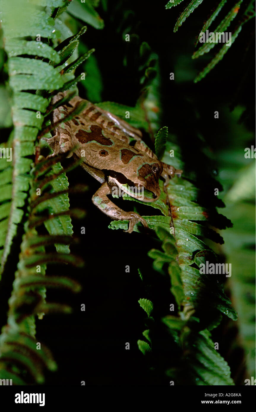 Mittelamerika - Costa Rica - Hochland - Rancho Naturalista - maskierte Laubfrosch (f) auf Fern - WILD (Smilisca Phaeota) Stockfoto