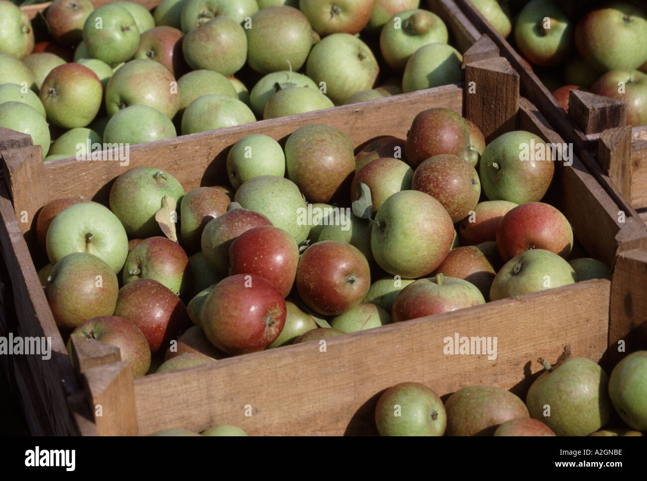 Geernteten Cox s Äpfel in Holzkisten Stockfoto