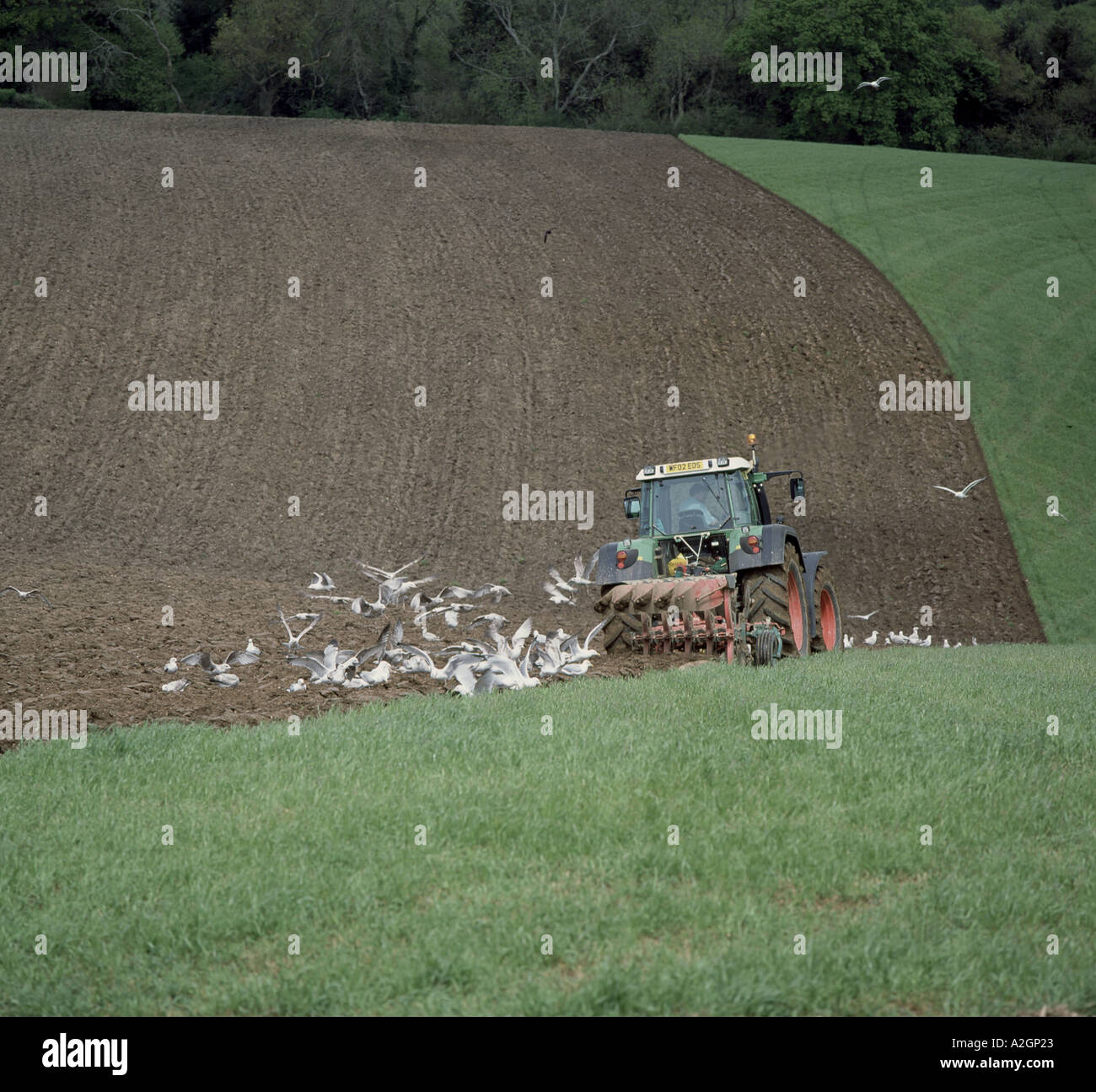Fendt Traktor Pflug hügeligen Weide Wiese in Devon mit einigen Möwen nach Stockfoto