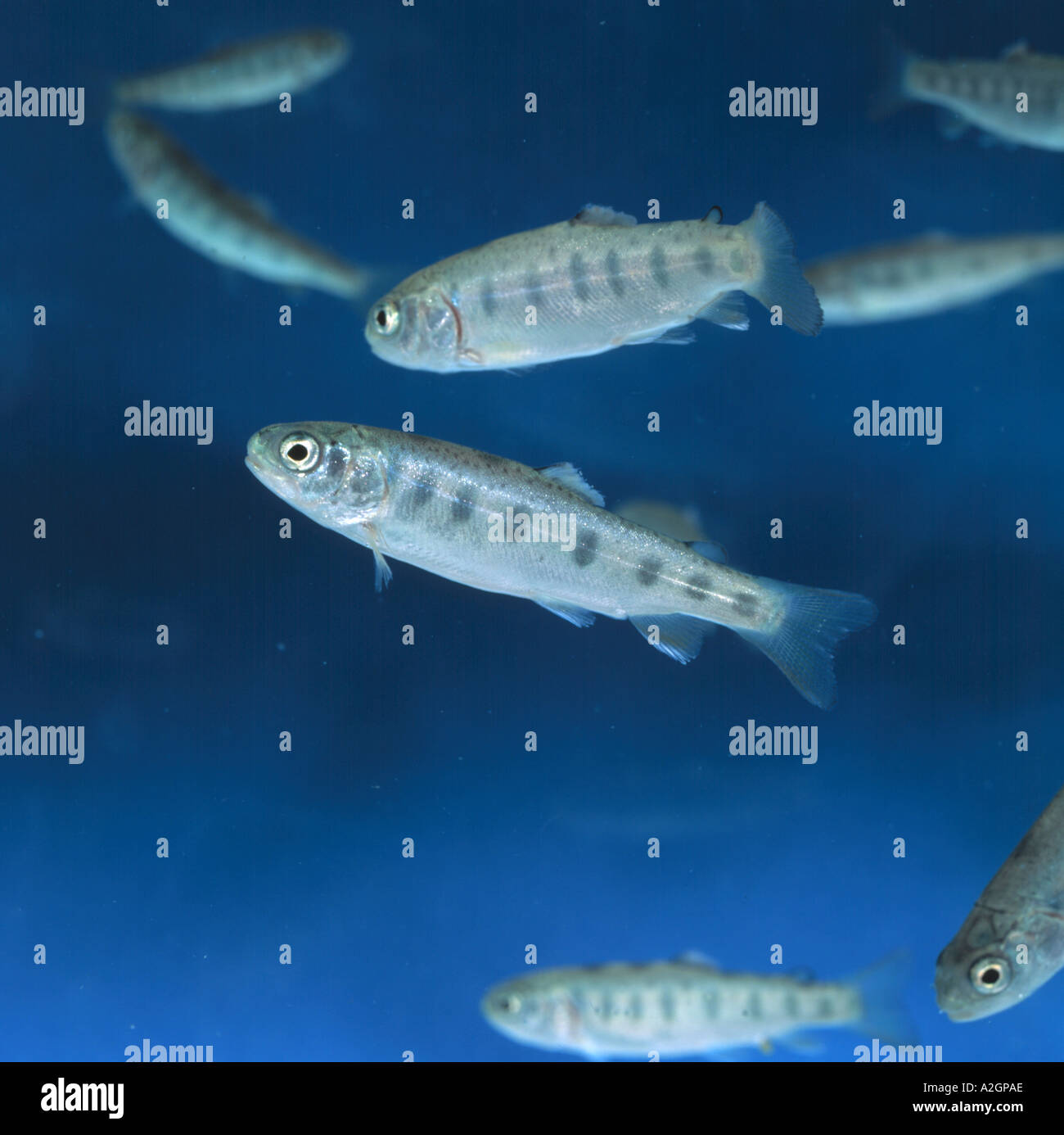 Junge Regenbogenforelle Oncorhynchus Mykiss sind diese Fische als Indikatorarten in chemischen Registrierung Experimenten verwendet Stockfoto