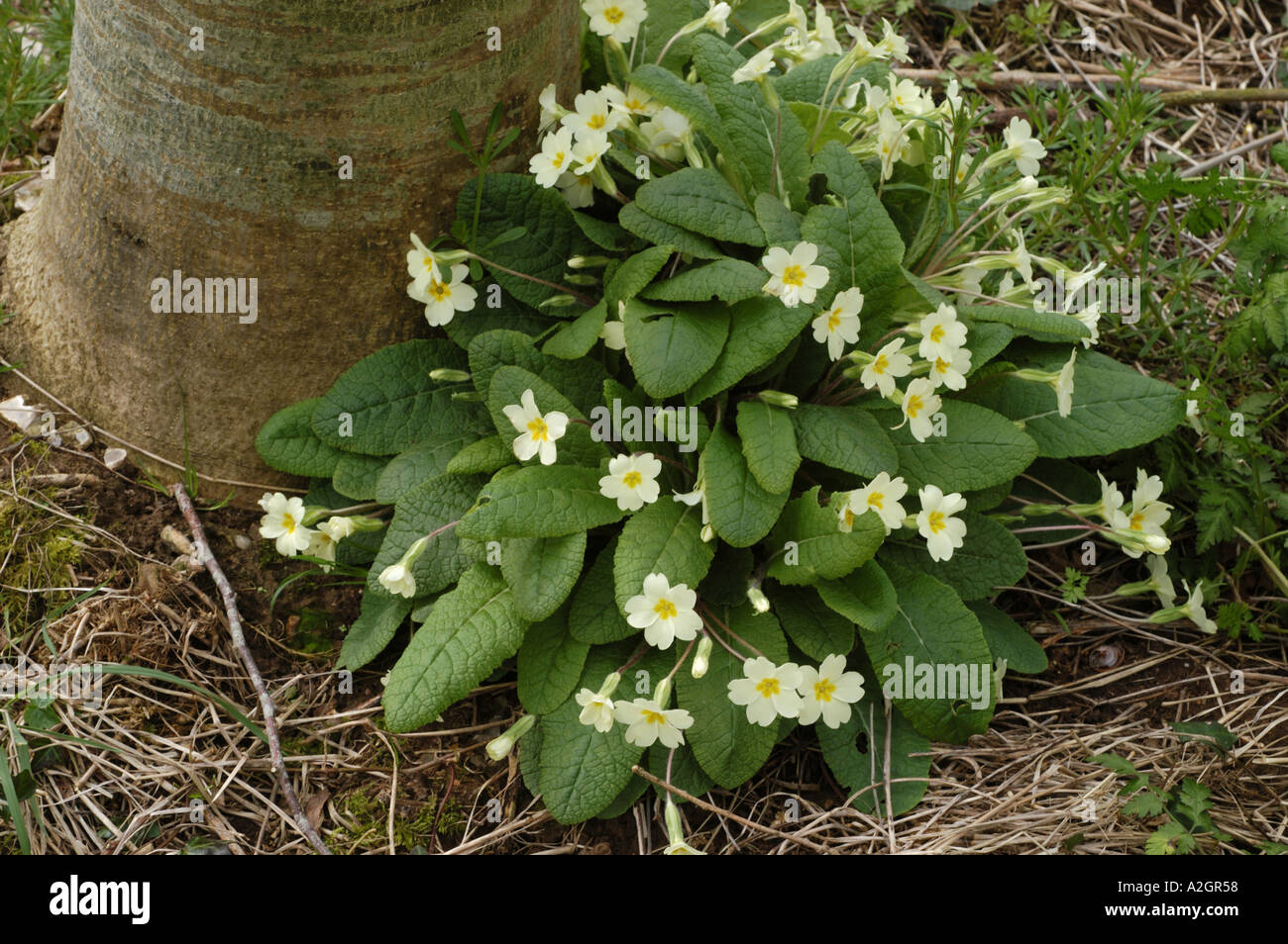 Primeln Primula Vulgaris Blüte in Devon woodland Stockfoto