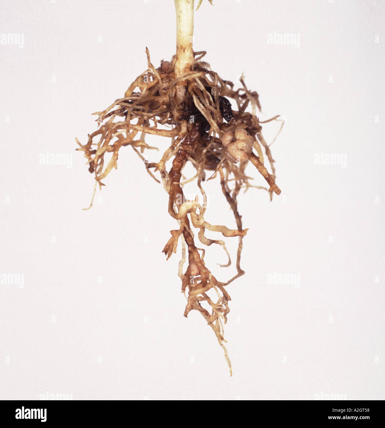 Nahaufnahme eines beschädigten Erbse Wurzel verursacht durch gedrungenen Stamm Nematode Trichodorus spp Stockfoto