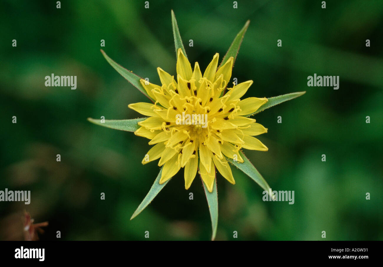 Nahaufnahme eines gelben Blume der Geißbart oder Jack zu Bett gehen am Mittag Tragopogon pratensis Stockfoto