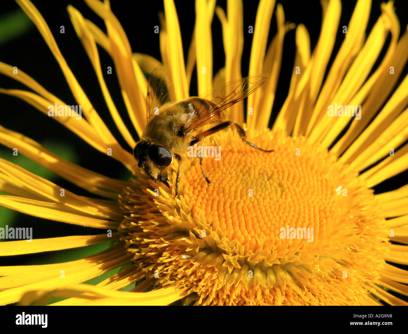 Myathropa Florea fliegen Suche nach Nektar in Blume Dänemark Jütland Struer Stockfoto