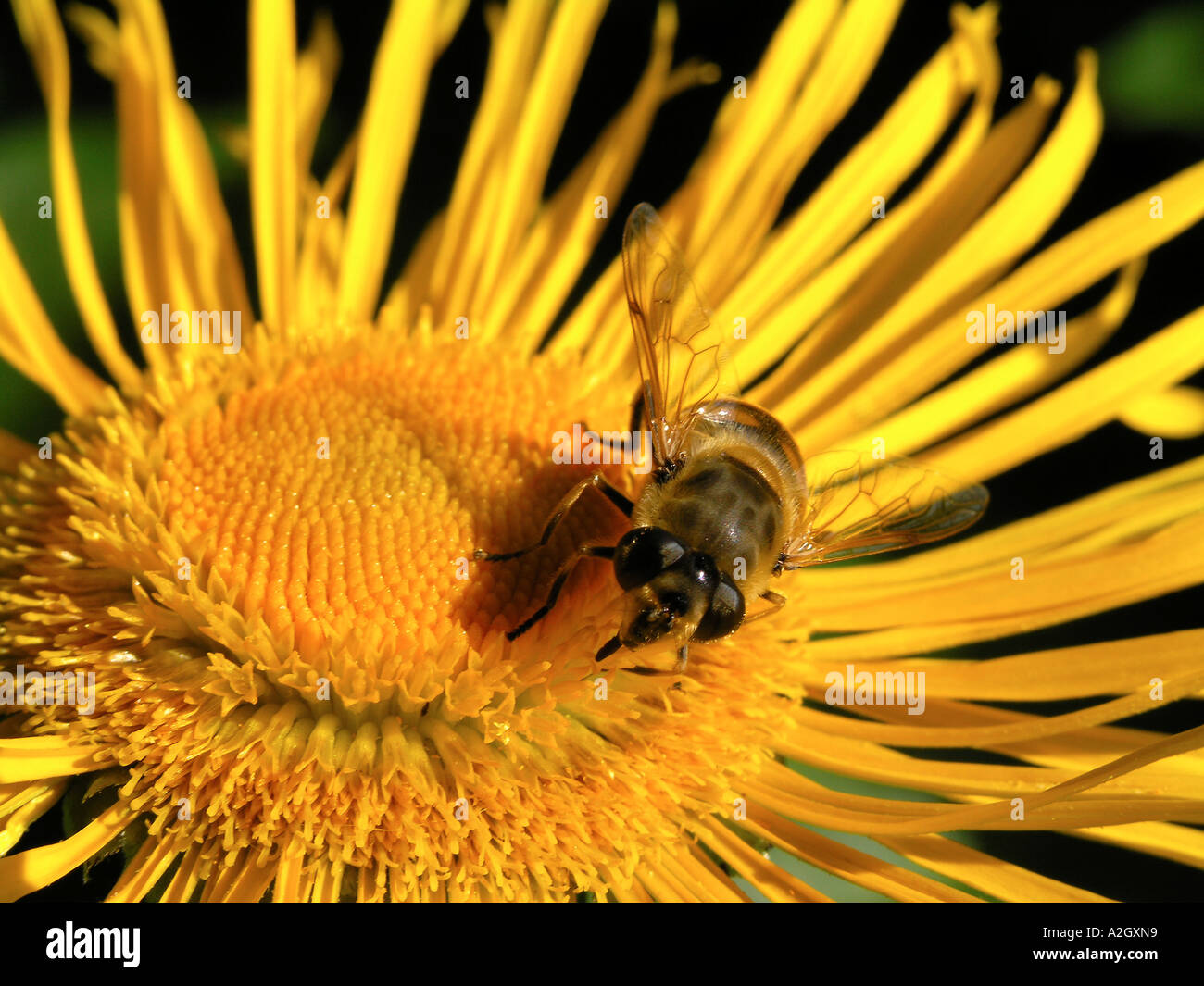 Myathropa Florea fliegen Suche nach Nektar in Blüte Stockfoto