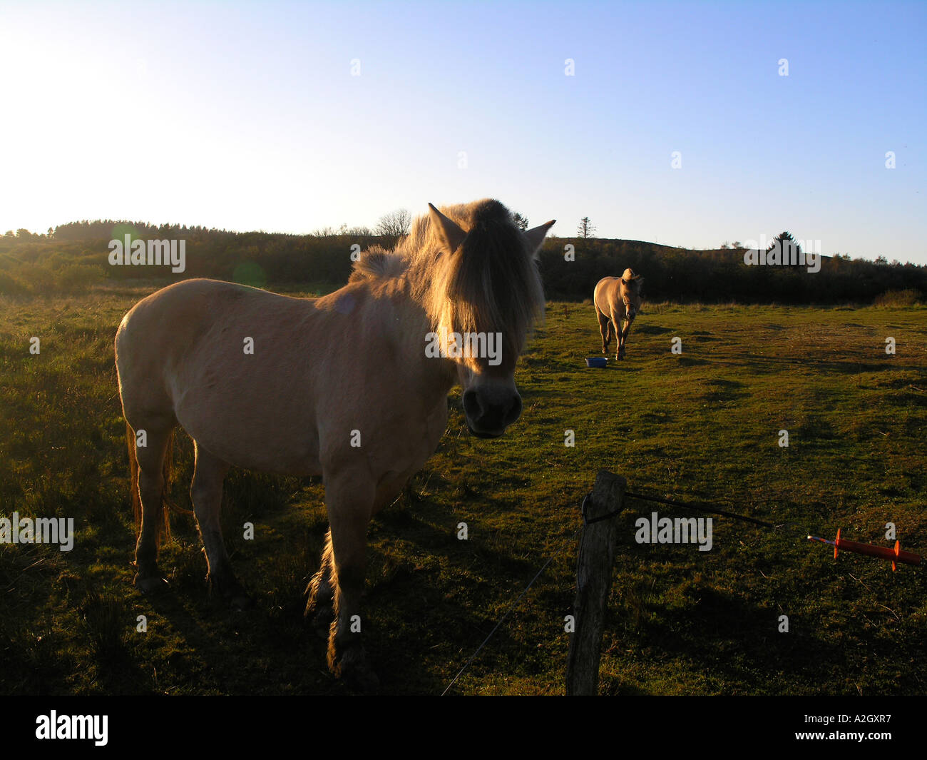 Norwegisch-Pony auf Wiese in Dänemark Abendlicht Hintergrundbeleuchtung Stockfoto