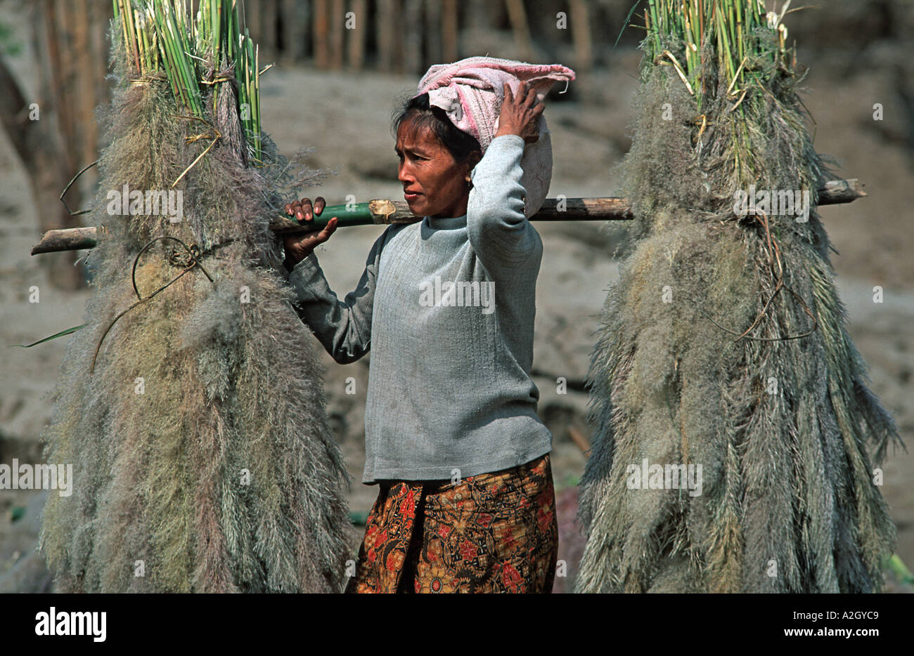 Lao Frau, die Bündel von Pampa Typ Gräser stehen an den Ufern des Mekong nördlich von Luang Prabang Laos Stockfoto