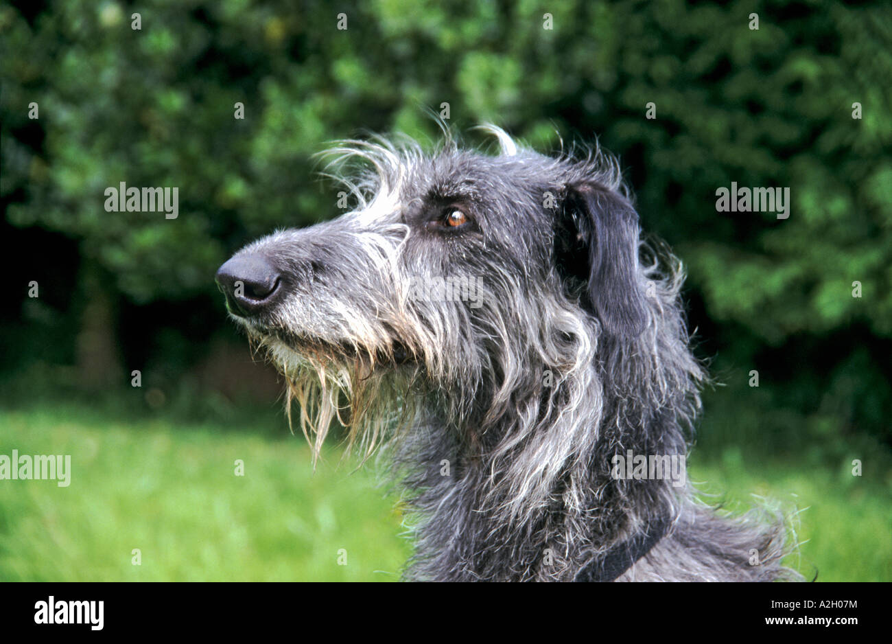 ein junges Luder der Deerhound mit charakteristischen spitz Hund Nase und Kopf im Profil England UK EU Stockfoto