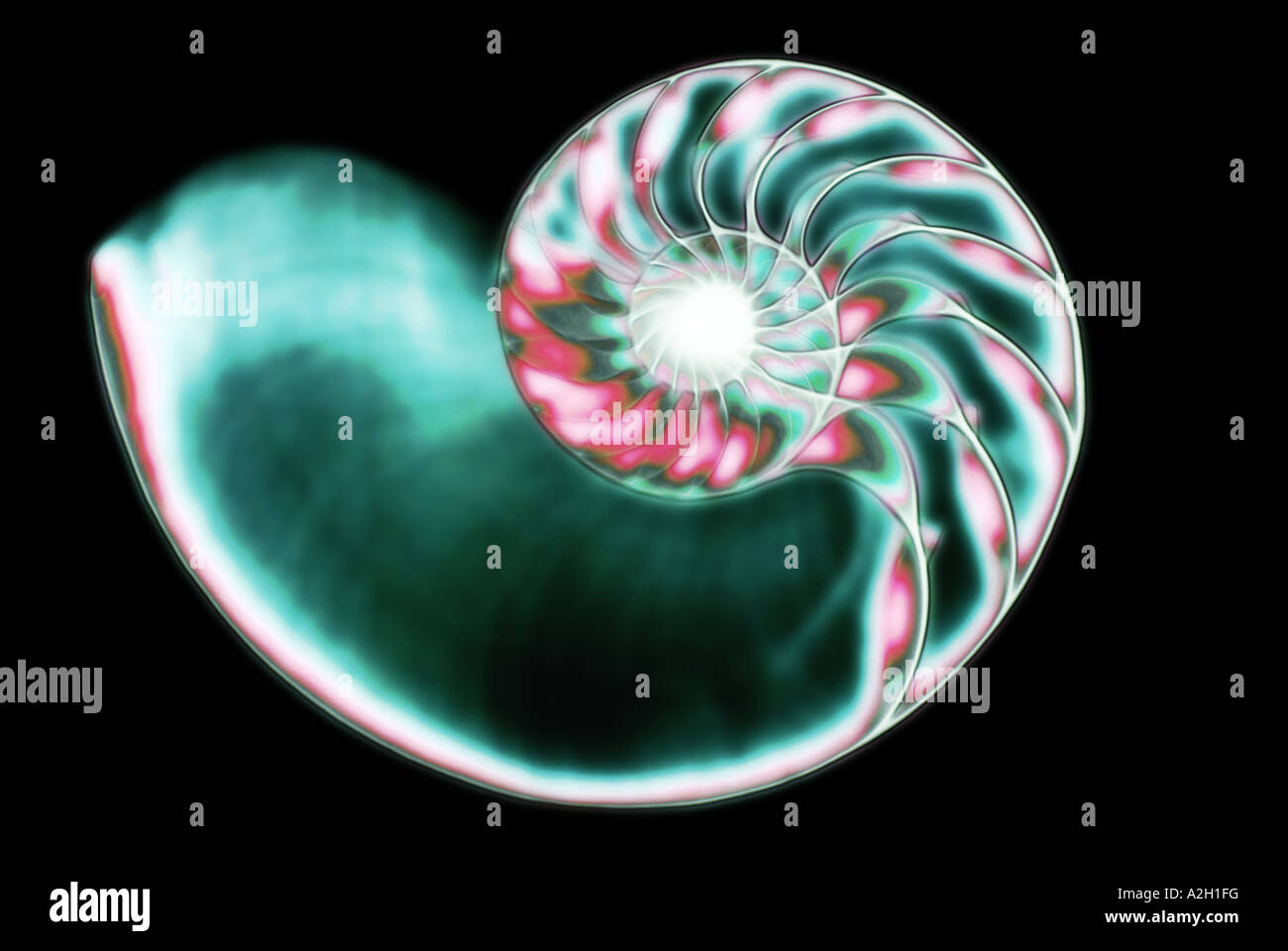 eingefärbte Xray einer Chambered Nautilus-Schale Stockfoto
