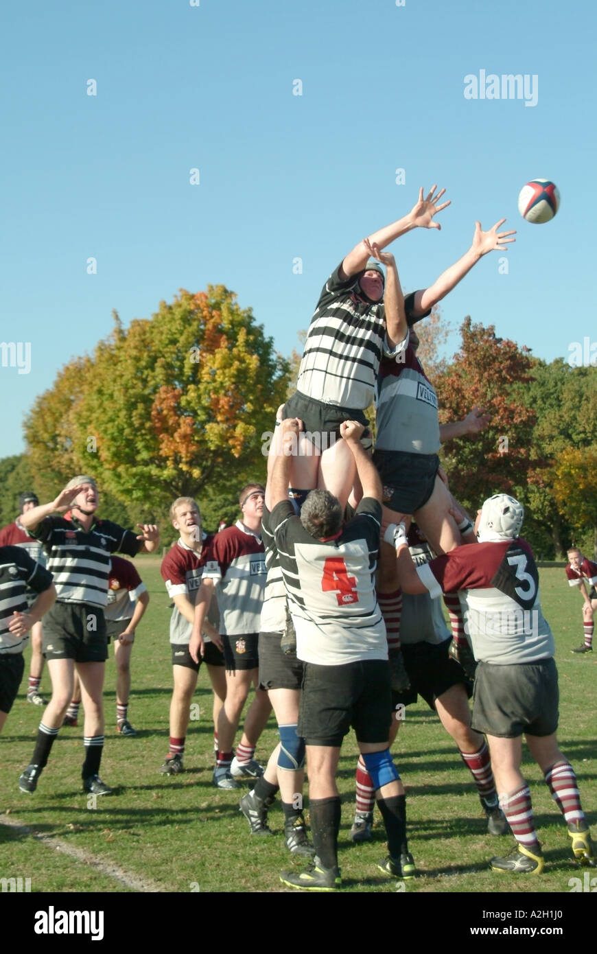 Erwachsene Team Sport Spiel amateur Rugby-spiel Spieler in Aktion schweres Heben in Line out für Ball werfen im lokalen Sport park Brentwood Essex England Großbritannien Stockfoto
