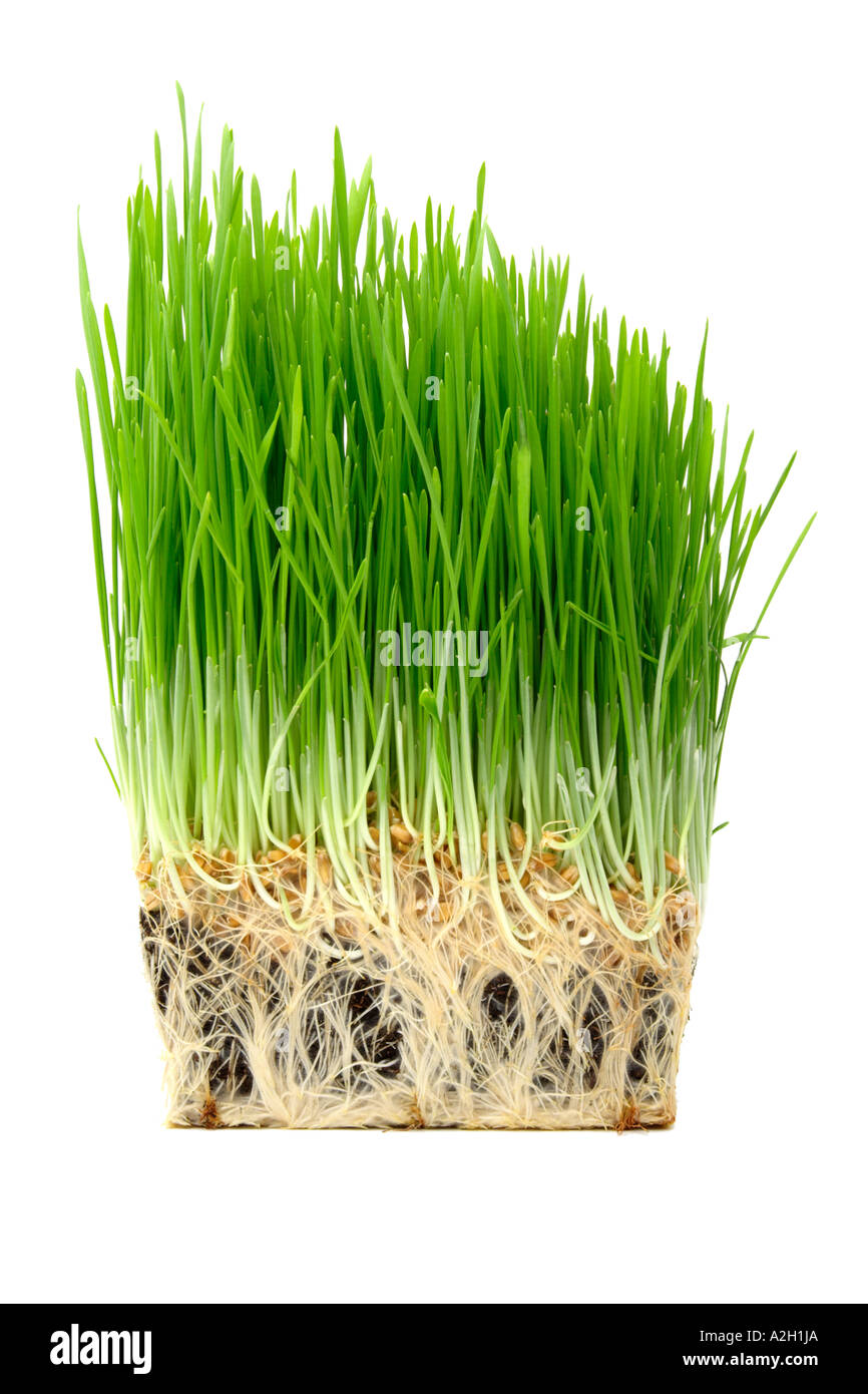 Weizengras Stockfoto
