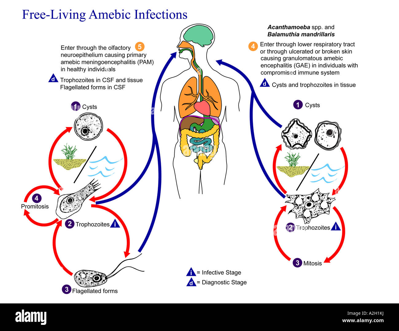 Darstellung des Lebenszyklus der parasitären Agenten verantwortlich für die Entstehung von frei lebenden Amöben-Infektionen Naegleria fowleri Stockfoto