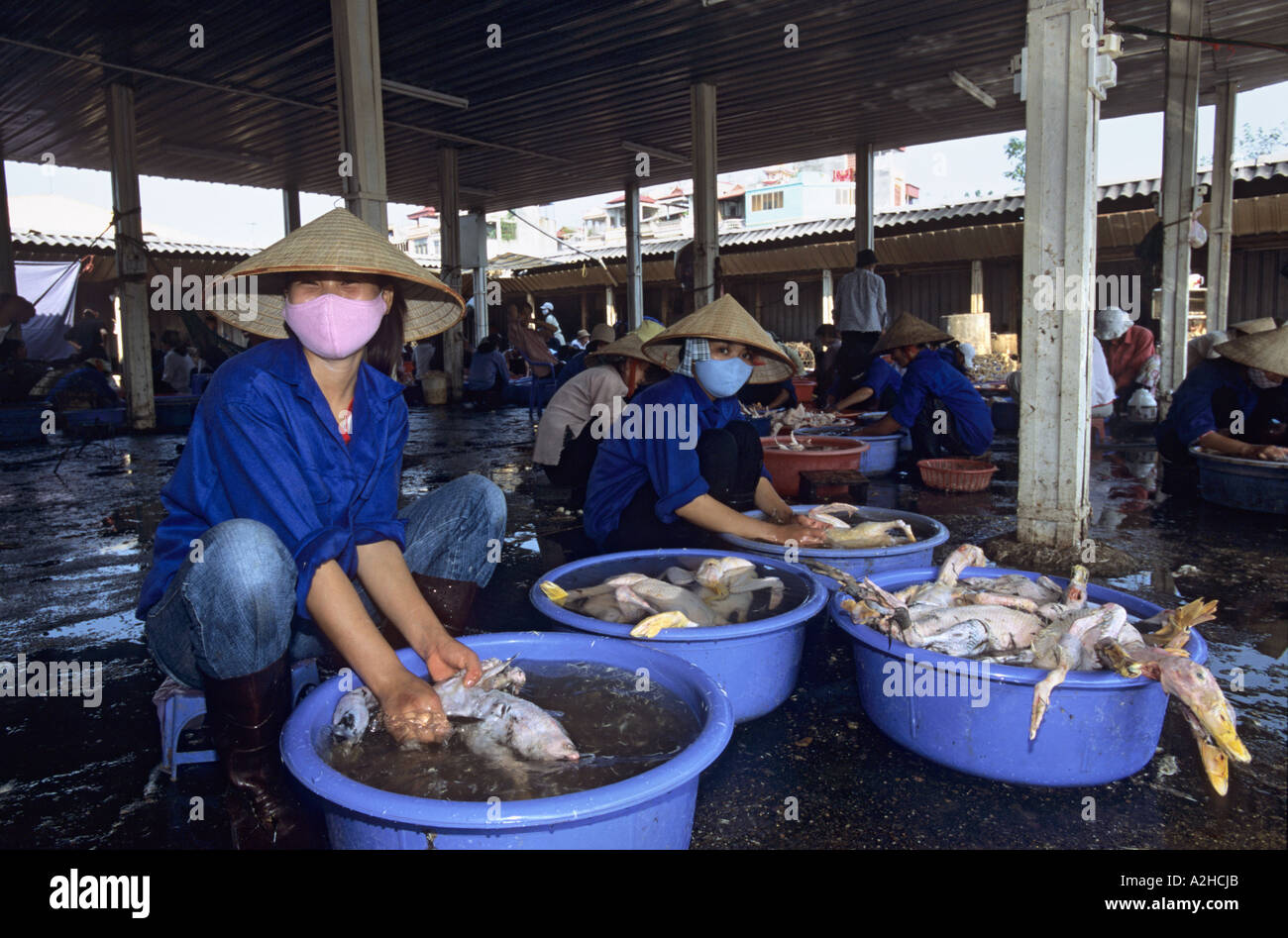 Geflügel für Verkauf, langen Bien Markt, Hanoi, Vietnam. Von der Geschichte über die Vogelgrippe in Asien. Stockfoto