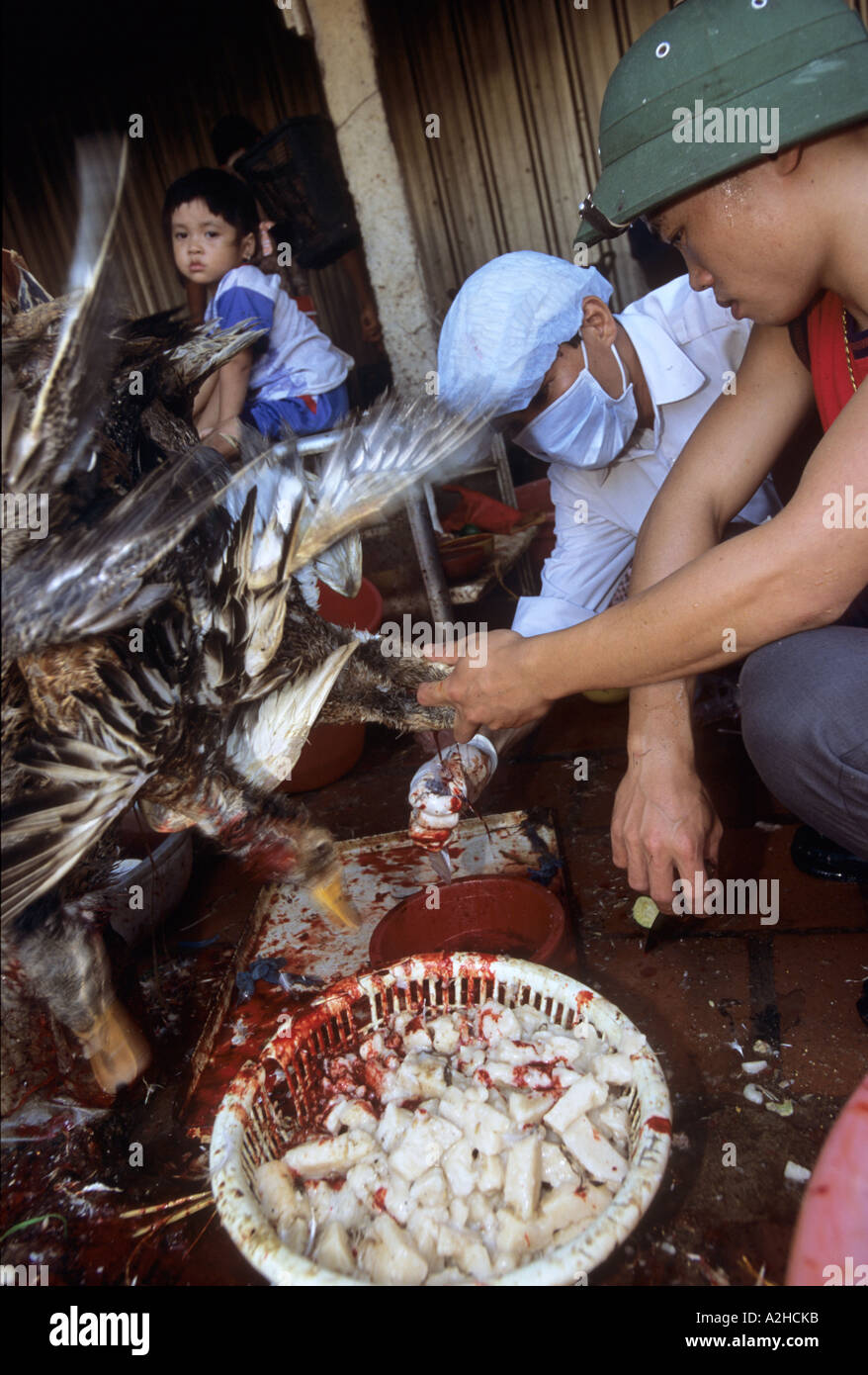 Geflügel zu verkaufen, Long Bien Market, Hanoi, Vietnam. Mitarbeiter der Abteilung für Gesundheit Testvögel und Produkte für die Vogelgrippe. Stockfoto