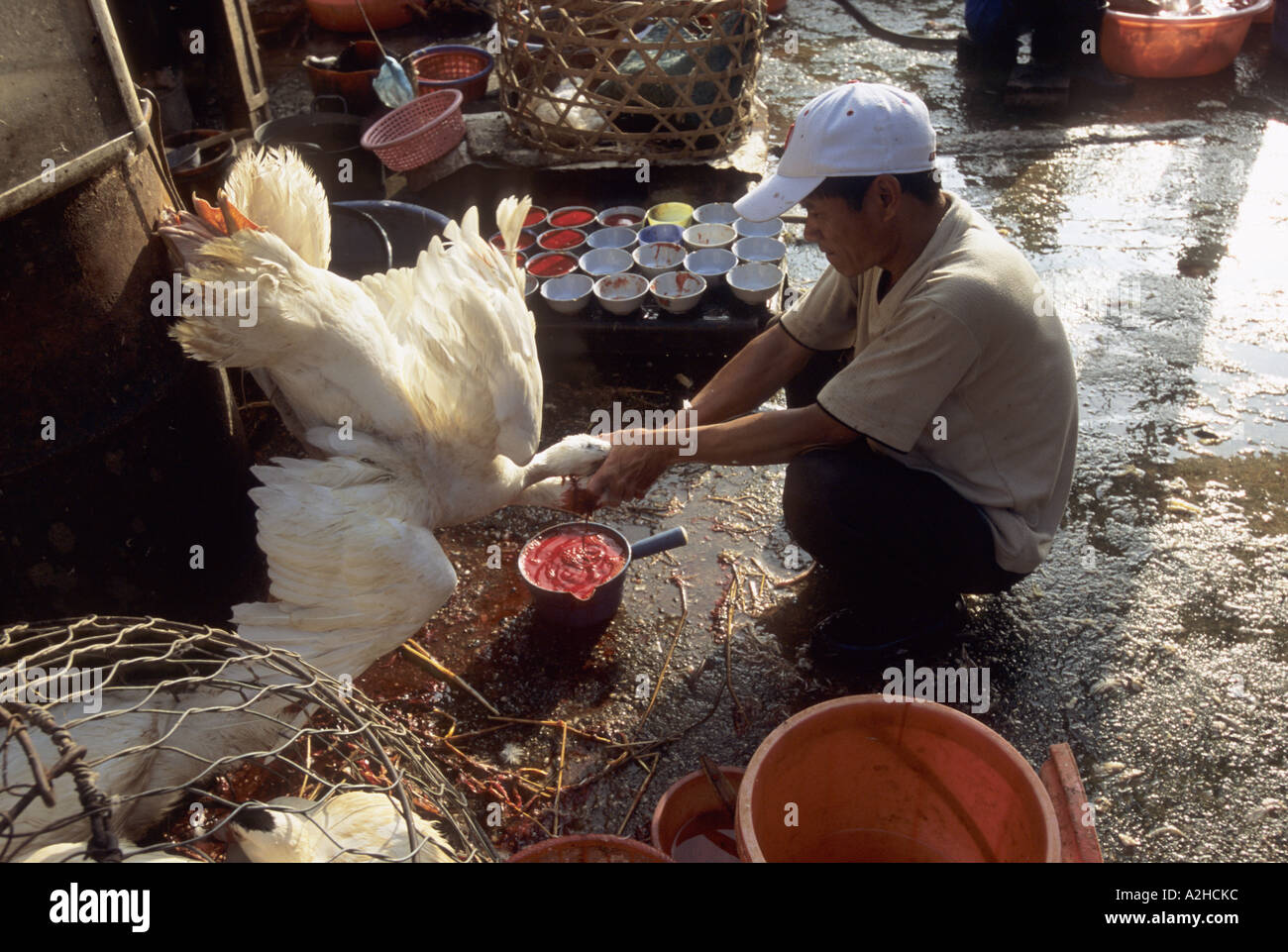 Geflügel für Verkauf, langen Bien Markt, Hanoi, Vietnam. Von der Geschichte über die Vogelgrippe in Asien. Stockfoto