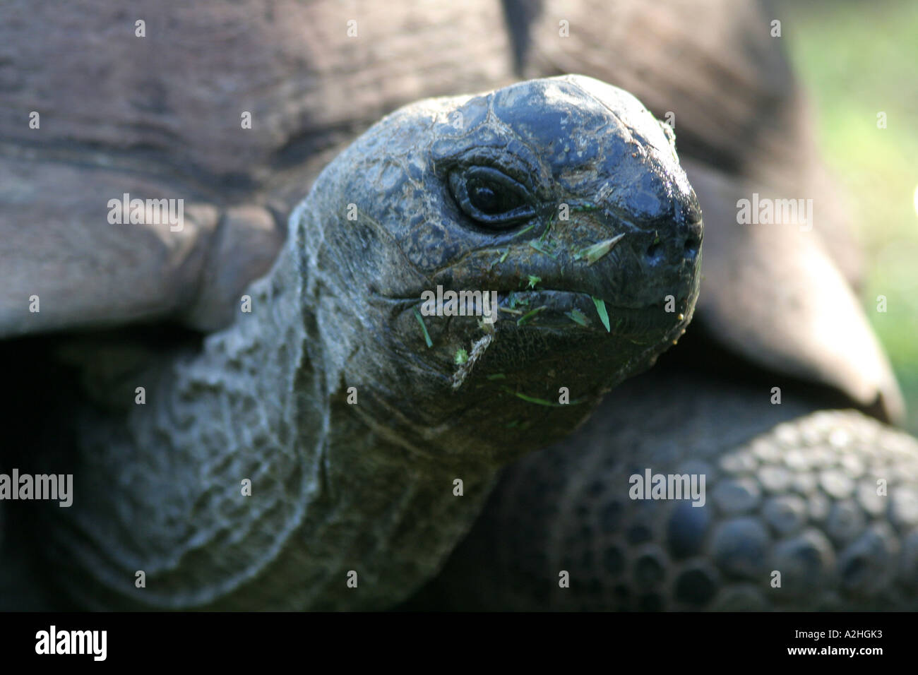 Seychellen-Riesenschildkröte, Lake Baringo, Kenia Stockfoto
