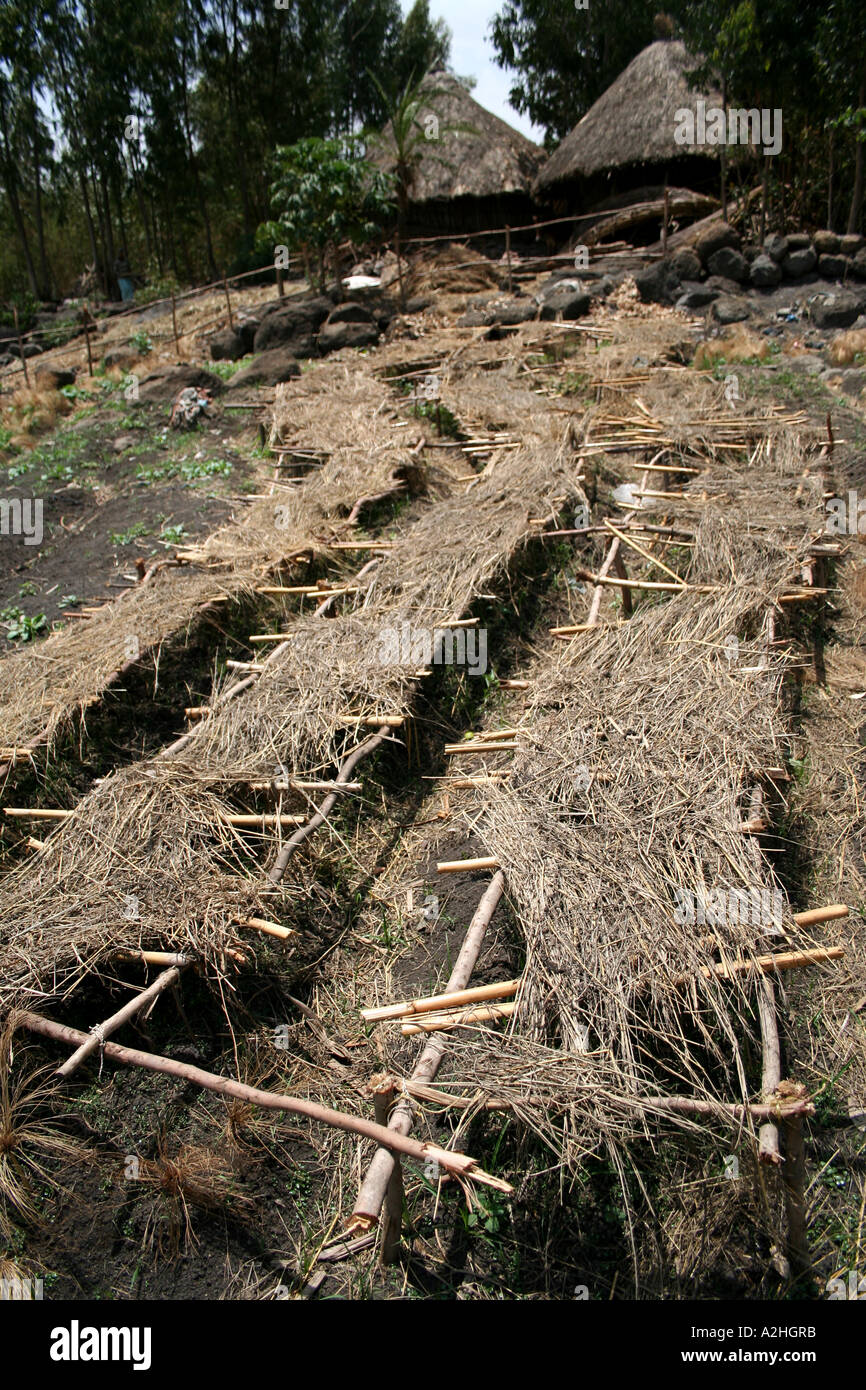 Landwirtschaft, Weyto Dorf, Bahar Dar, Äthiopien Stockfoto