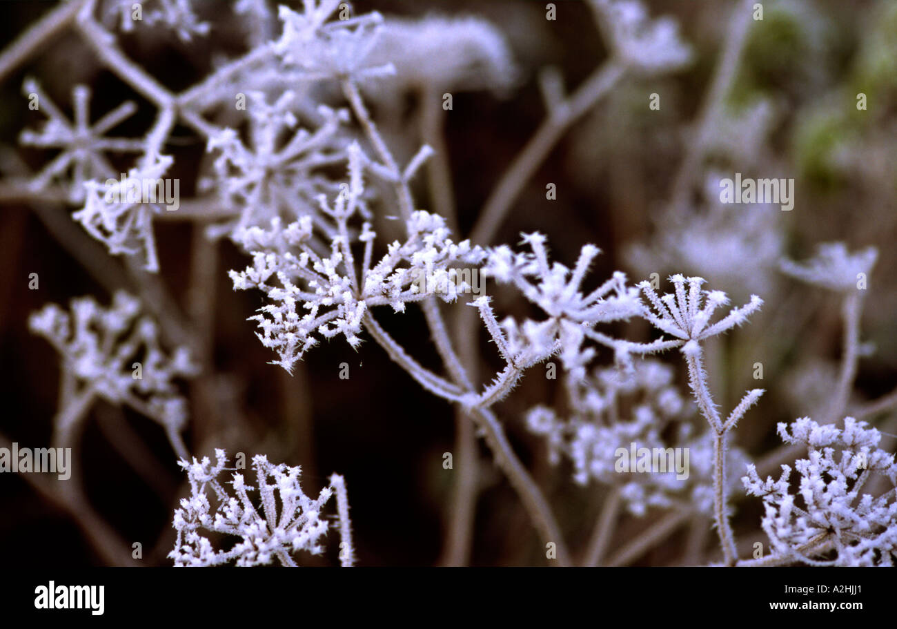 Frost auf Wildpflanze Stockfoto
