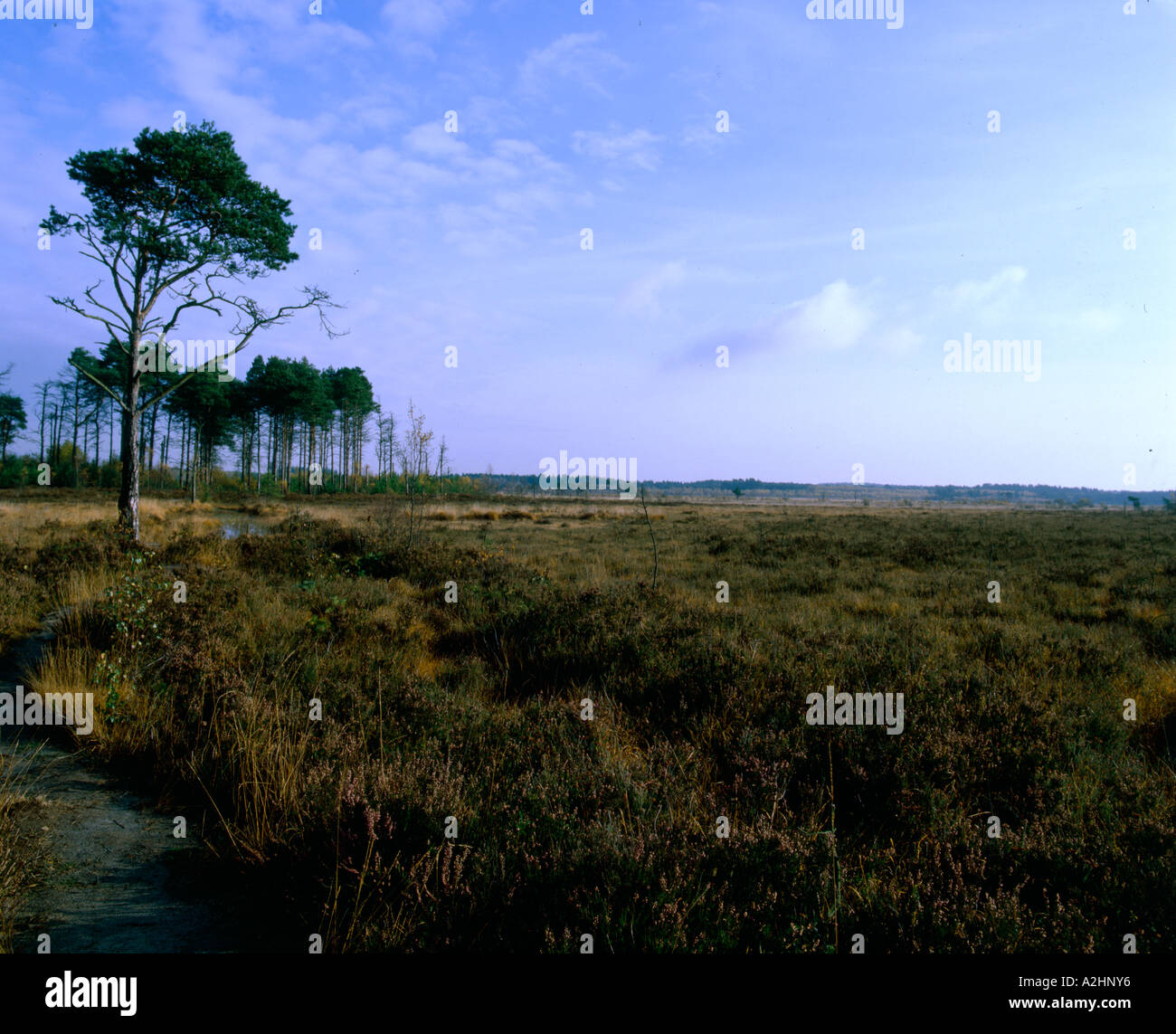 Thursley gemeinsamen Heide Reserve SSSI Stockfoto