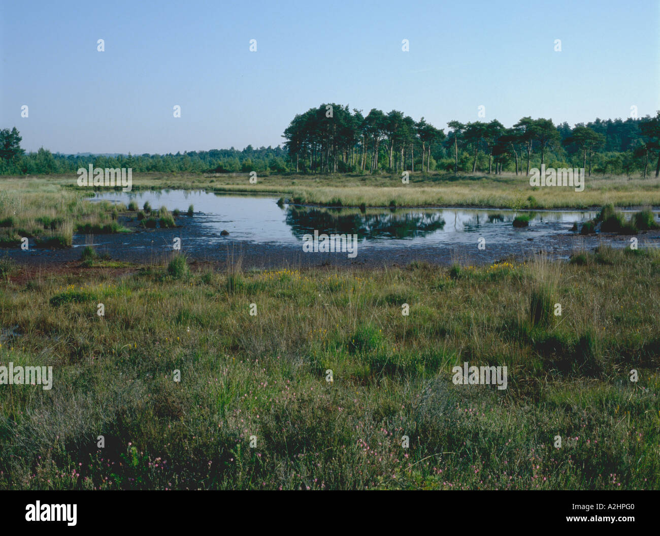 Heide-Moor Thursley gemeinsamen SSSI Stockfoto