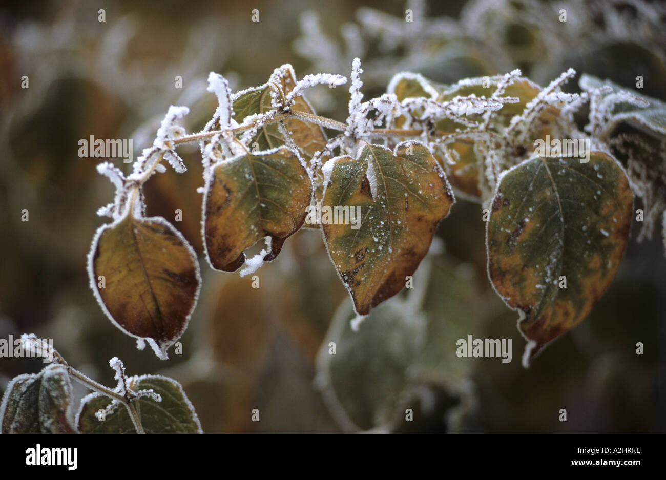 Japanischer Staudenknöterich Reynoutria Japonica mit Frost auf, Warwickshire, England, UK Stockfoto
