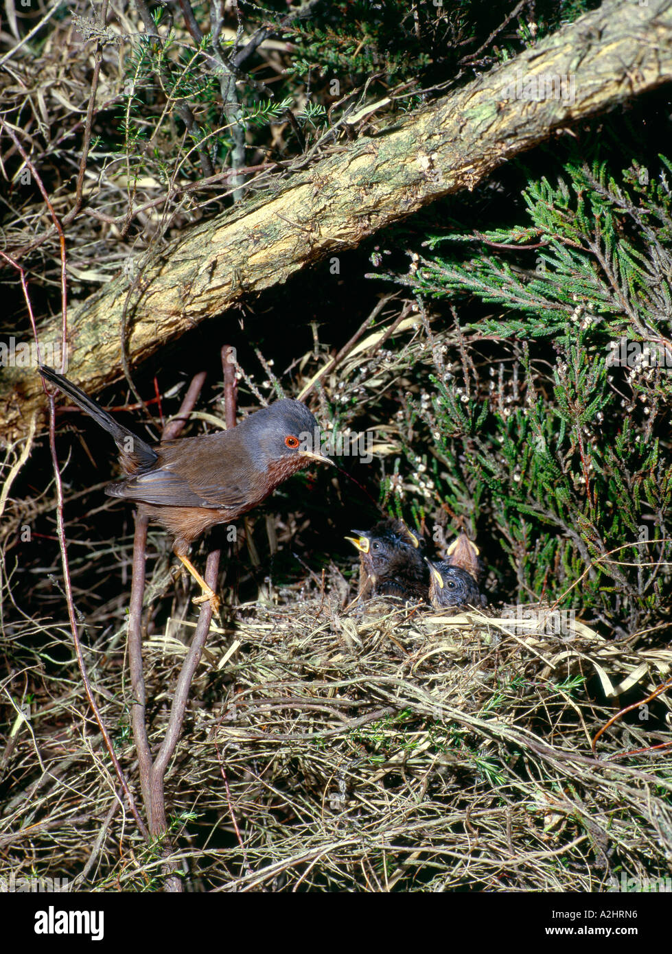 Männliche Dartford Warbler am Nest mit klaffenden junge Surrey England Stockfoto