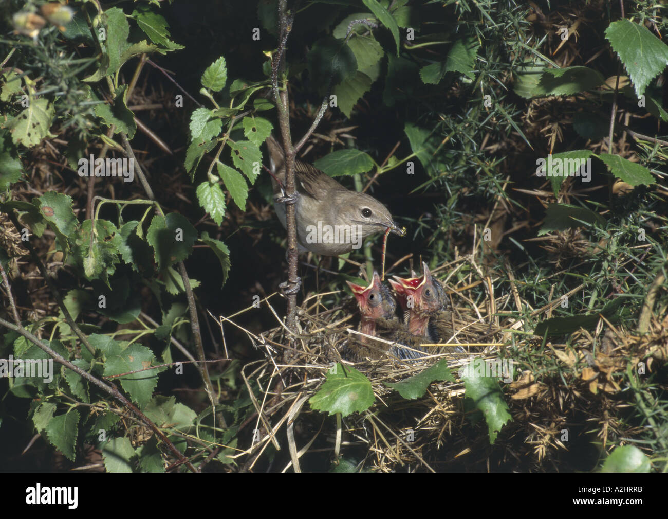 Garden Warbler klaffende jungen im Nest mit Damselfly Surrey England füttert Stockfoto